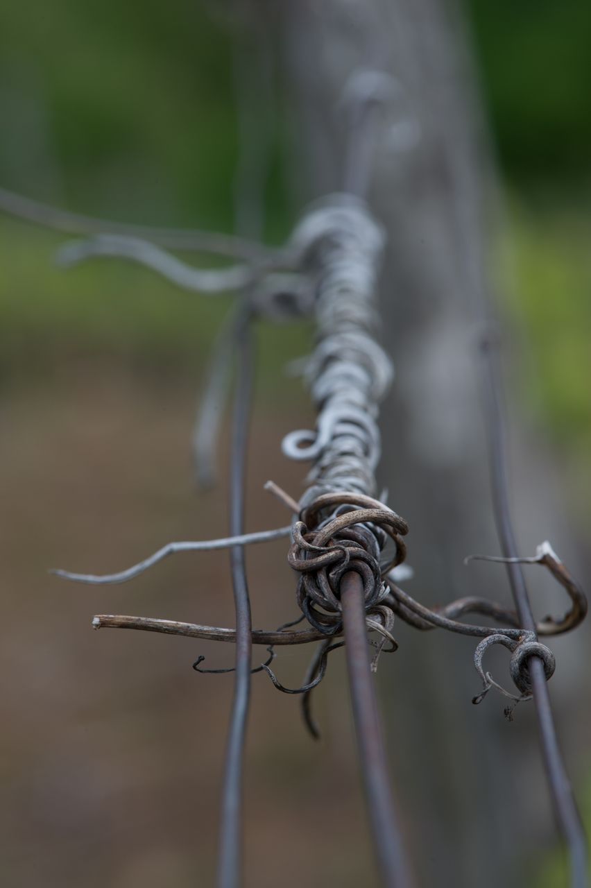 Vignoble Fil de fer 2480